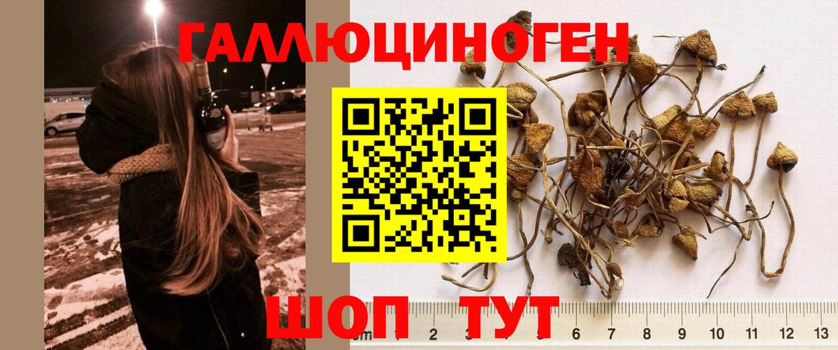 Псилоцибиновые грибы мицелий Тихорецк